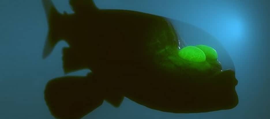 Deep Sea Research Vessel Films Bizarre looking Fish